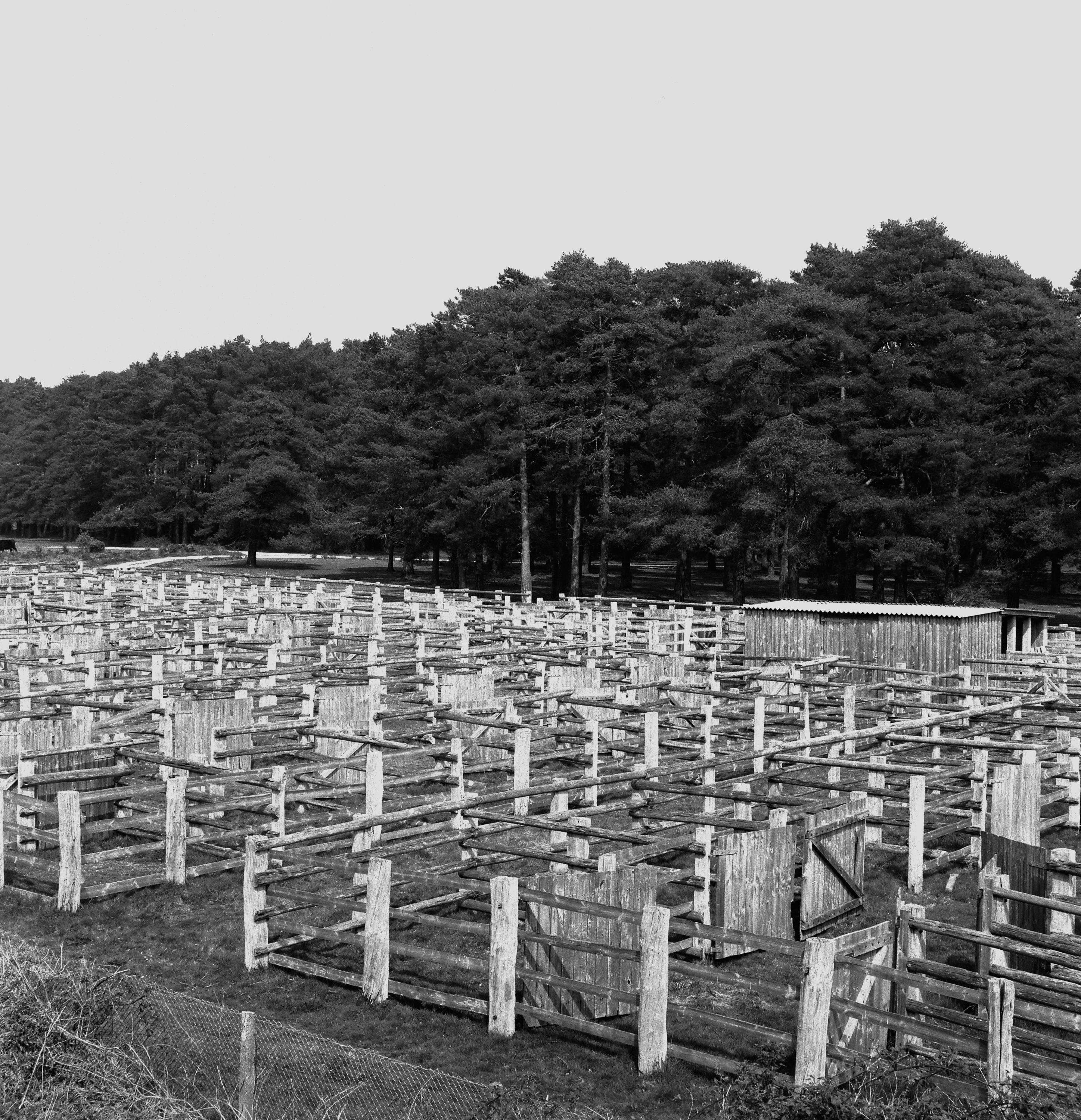 Black and white image of pens in the Newforest