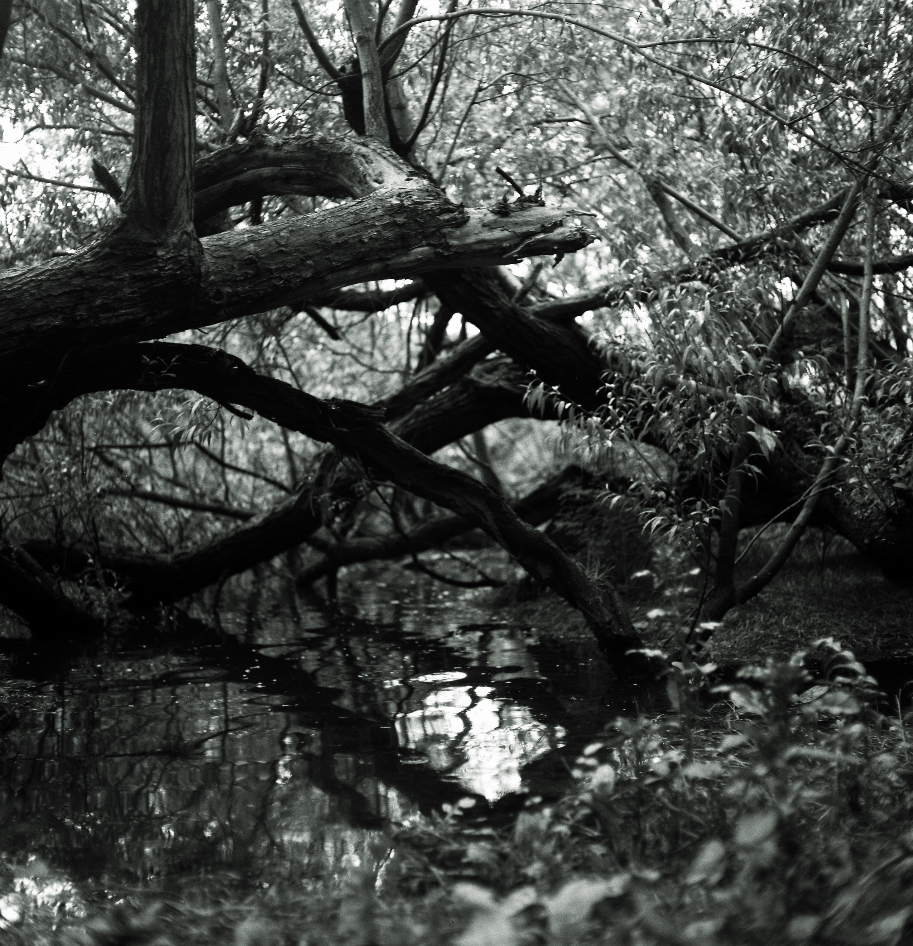 Black and white image of trees hanging in the river Itchen